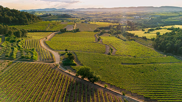istock Aerial views of vineyards 2214905244