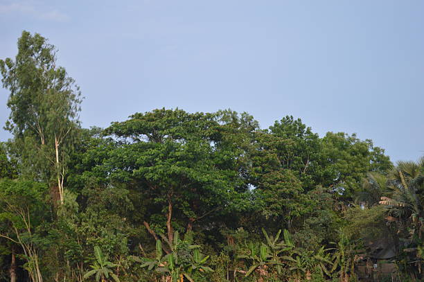 large tropical green tree, branches of various trees against the blue sky. Green leaves against the blue sky, the landscape of nature,