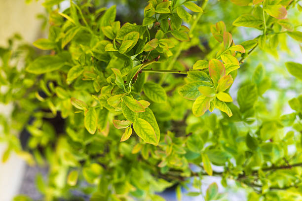 Balcony bush Blueberries have green leaves