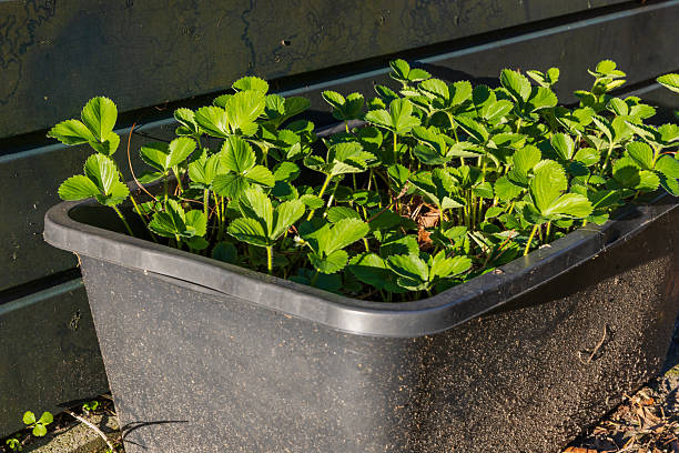 a box of strawberry seedlings stands on the grass in the garden