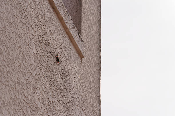Lonely Butterfly Rests on Rough Plaster Wall, Embodying Solitude in a Minimalistic Setting