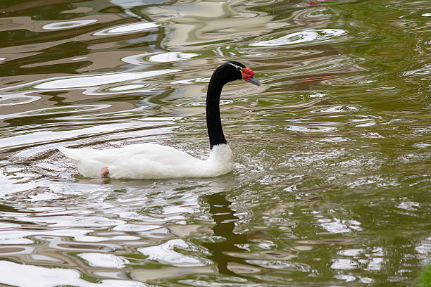 istock A Black-necked swan (Cygnus melancoryphus) swims in a pond 2214910321