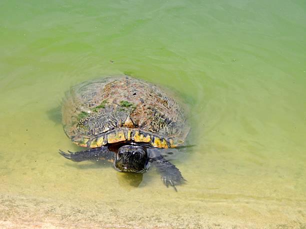 Tortoise on white background