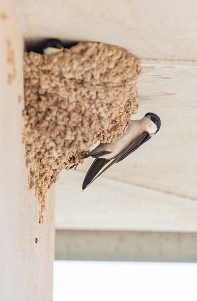 istock House Martins (Delichon urbicum) close up. Nest. 2214911232