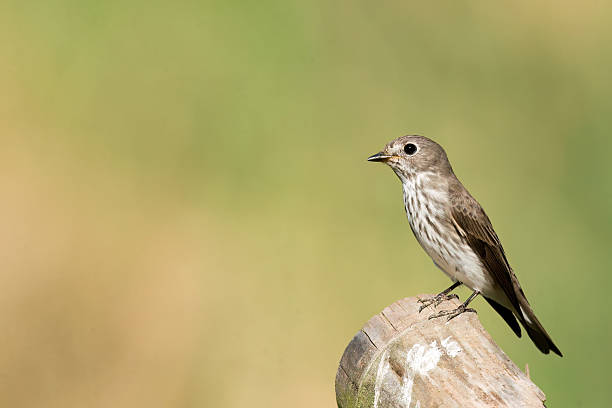 istock Grey-streaked Flycatcher (Muscicapa griseisticta) 2214912450