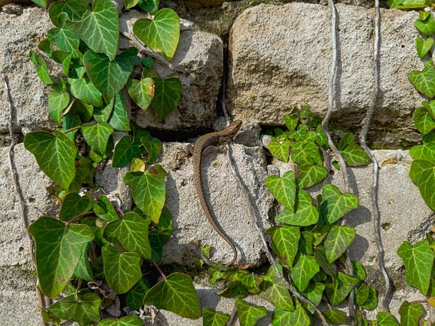 A long, slender lizard rests on a stone wall surrounded by ivy leaves under bright daylight. The creature's colors and patterns help it blend into the natural environment.