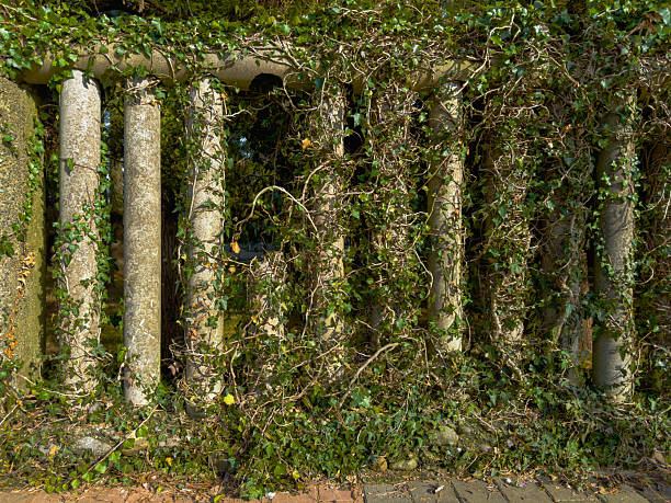 green ivy on the wooden window lattice close up