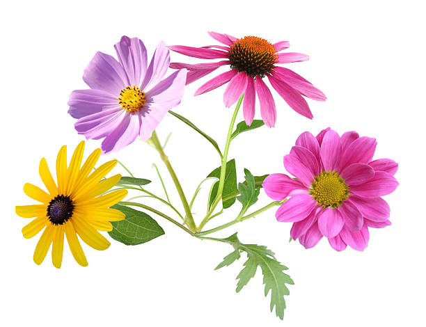 istock bouquet gardening blooms 2214913241