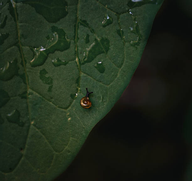 An intimate macro photograph of a small snail resting on a moist green leaf, showcasing intricate textures and highlighting the natural beauty of biodiversity and the small wonders of the natural world.