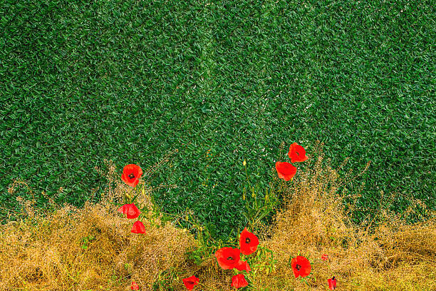 istock Uncultivated red poppies growing next to artificial grass fence wall 2214918549