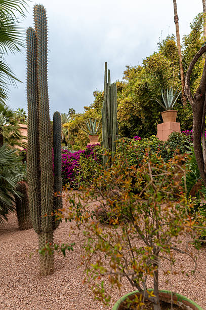 istock Lush garden in Morocco with various cacti and flowering plants under cloudy skies. 2214918607