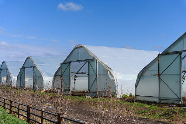 istock Plastic greenhouses on farmland under blue sky. 2214922577