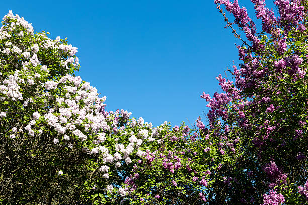 Beautiful lilac flowers. Purple lilac flowers on the bush, spring time background.