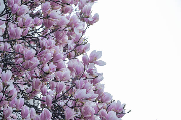 istock Blooming Magnolia Branch Against White Sky Background 2214926430