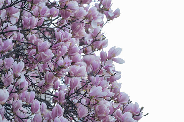 istock Blooming Magnolia Branch Against White Sky Background 2214926502