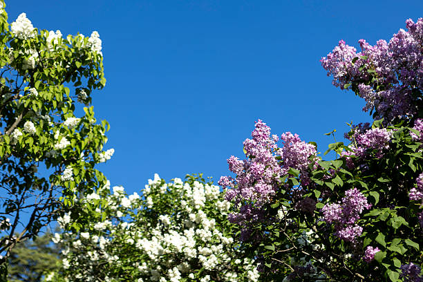 Beautiful lilac flowers. Purple lilac flowers on the bush, spring time background.
