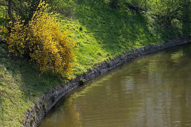 Vibrant yellow forsythia bush blooming by the water s edge on a green grassy slope. This spring landscape with canal reflection is ideal for eco-projects, greeting cards, seasonal promotions, and peaceful nature-themed visuals.