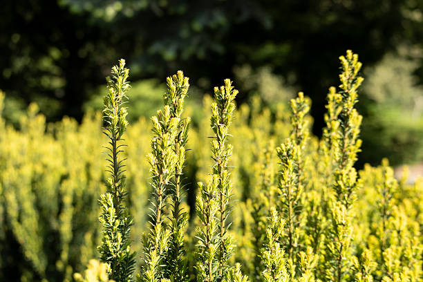 istock A vibrant field with lush green plants under a bright white sky 2214928263