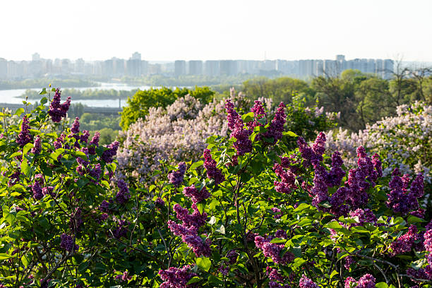 istock Beautiful blooming purple lilac flowers 2214929946