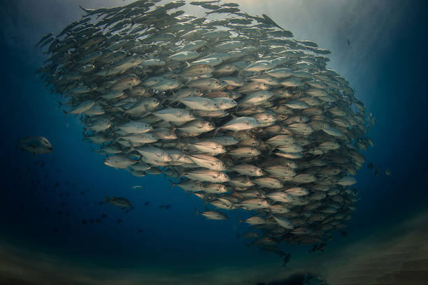 istock Tornado of Fish in Deep Blue Ocean 2214939603