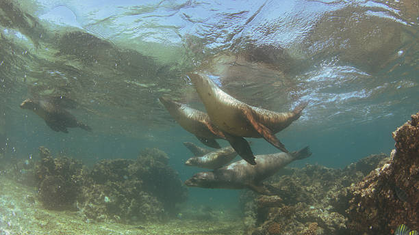 istock Sea lions swimming gracefully through coastal reef waters 2214939621