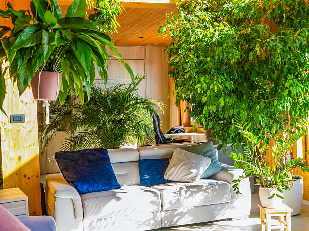 Cozy modern living room with Ficus tree casting leaf shadows across white sofa
