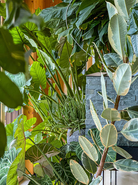 istock Densely packed corner with rubber plant, aloe vera, philodendron and alocasia 2214946458