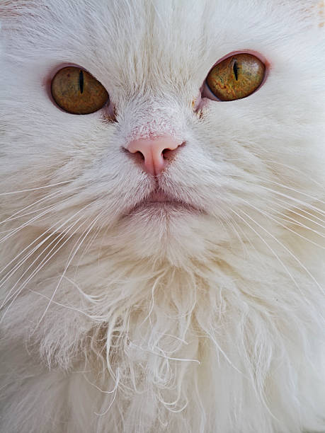 Close up of a white persian cat, featuring captivating amber eyes and luxurious fluffy fur, exuding charm and elegance in every detail