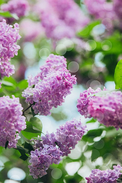 istock Beautiful lilac blossoms in a vibrant garden during springtime 2214951740