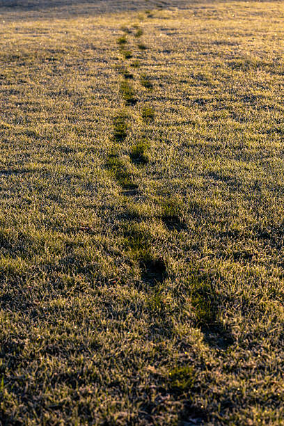 Stockholm, Sweden Sunrise footsteps on a frosted green field in springtime.