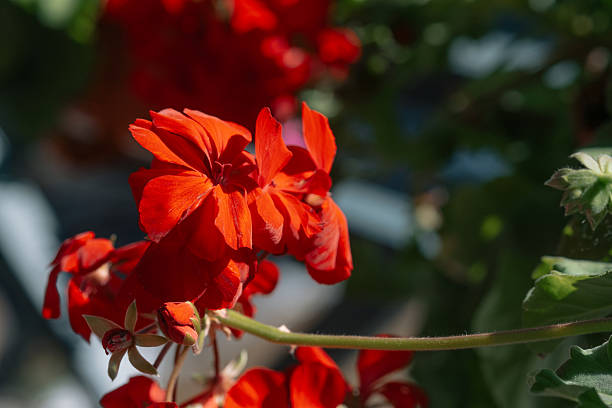 Bright red geraniums display their petals under the sunlight, showcasing their vivid colors and lush foliage in a garden setting.