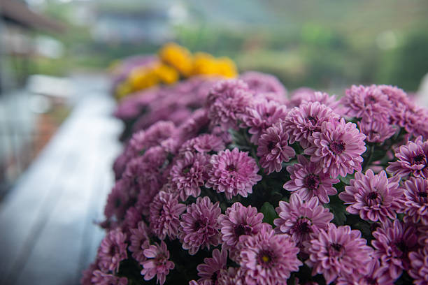 Chrysanthemum flowers, also known as mums, are vibrant, daisy-like blooms that come in a variety of colors. Symbolizing joy, longevity, and optimism, they are popular in gardens and floral arrangements, especially during autumn.