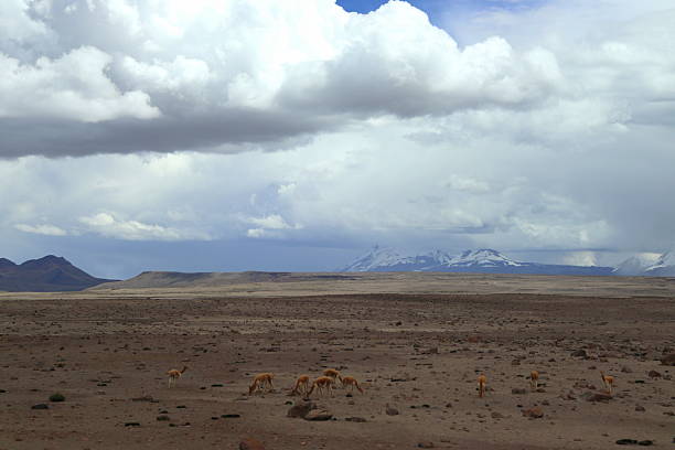 The altiplano of Peru