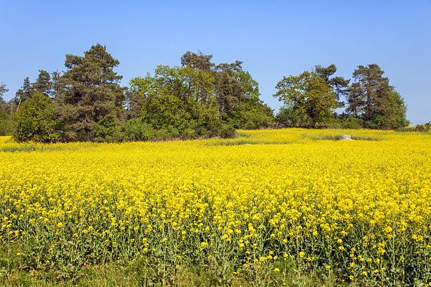 istock Rapeseed canola colza flowering field Brassica Napus 2214955868