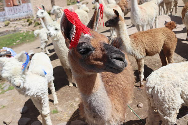A mixed heard of llamas and alpacas in the Altiplano of Peru