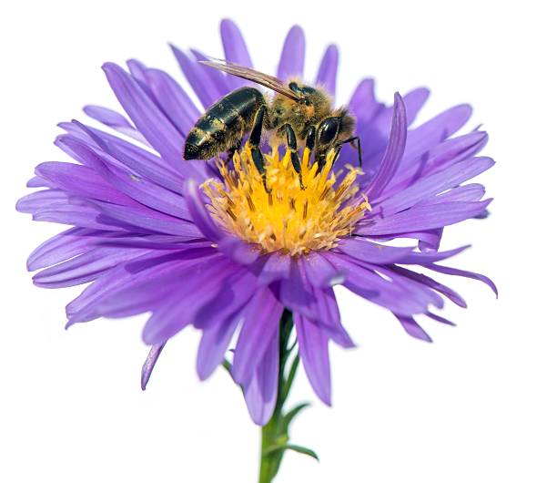 istock bee or honeybee Apis Mellifera isolated on white 2214956171