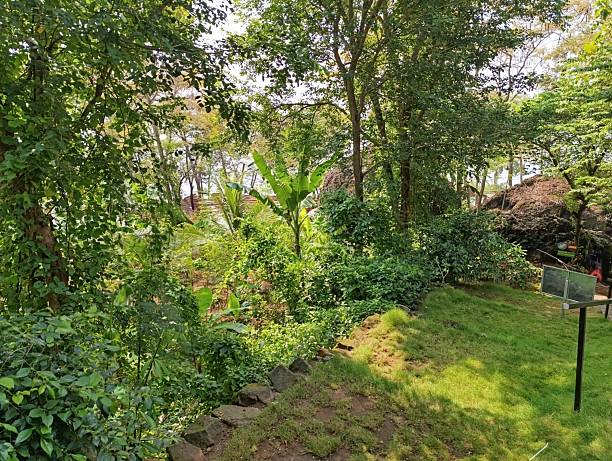 istock A lush green garden with various plants and sunlight 2214959731