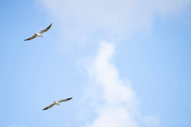 istock Two seagulls soaring in the blue sky. 2214962262