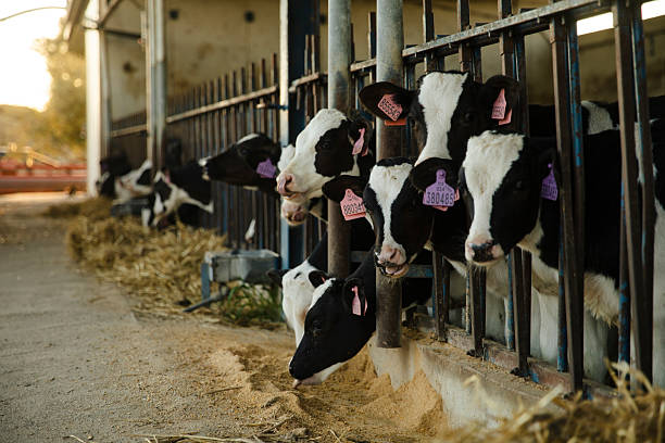istock Calves Eating Feed in Barn Row at Farm 2214963525