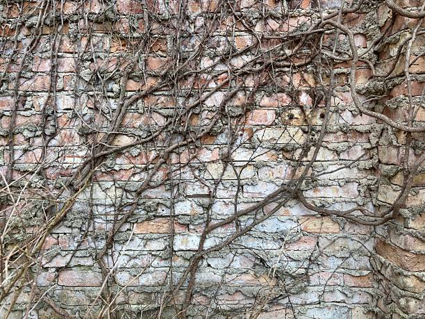 Weathered brick wall covered with dry, tangled vines in early spring in Indianapolis, Indiana, United States
