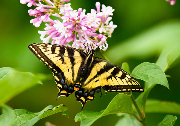 istock A Swallow-Tailed Butterfly at rest on a Lilac bloom 2214963660