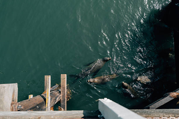 Two Harbour Seals in water at Victoria, British Columbia wharf with reflections of people, some with cameras.  The seals here are often fed fish from tourists.