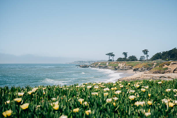 istock Patch of flowers along California coastline 2214963775