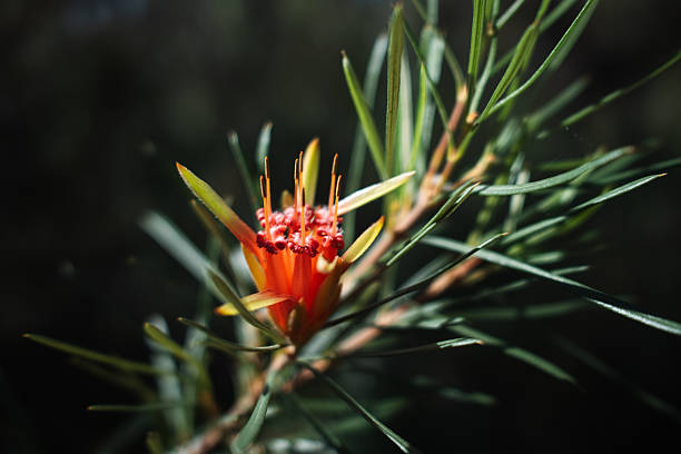 Native wildflower blooming near Fitzroy Falls, Kangaroo Valley in Fitzroy Falls, New South Wales, Australia