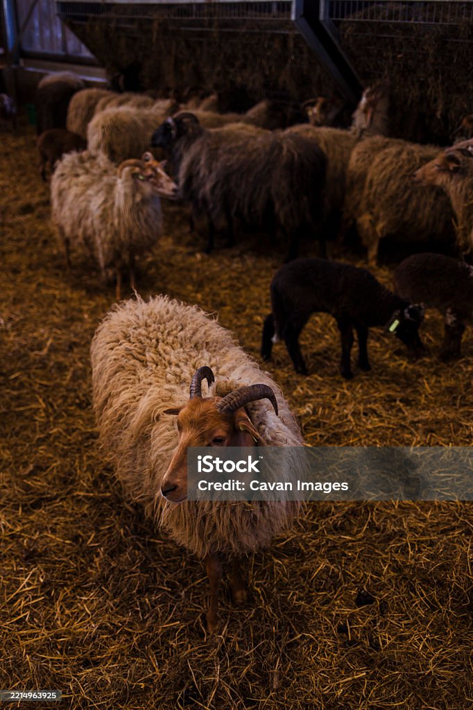Setting Sheep Sheep And Lambs Resting And Interacting Inside A Cozy Barn Setting ...