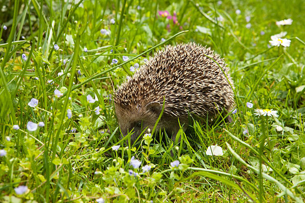 istock young hedgehog walking through garden 2214963946