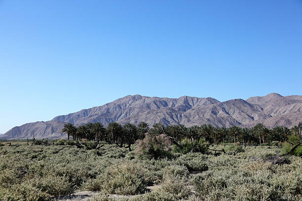 istock Palm trees and desert shrubs with rugged mountains behind. 2214964040