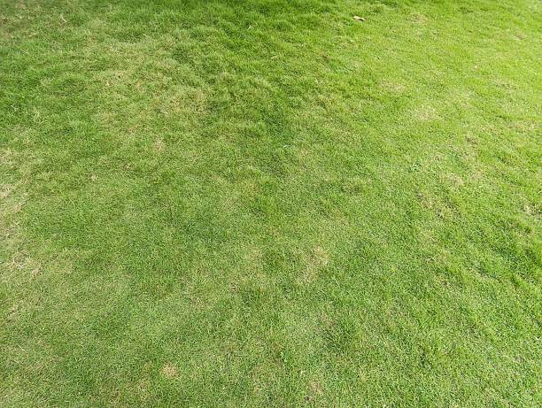 istock A wide shot of vibrant green grass 2214964783