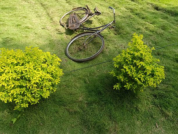 A bicycle lies fallen on green grass between two bushes