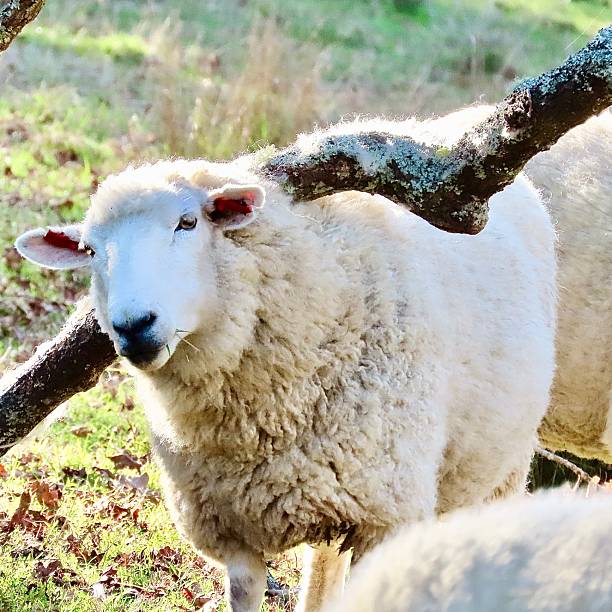 istock A Sheep rubbing her back on the underside of a trees branch to scratch herself in Cornwall Park in Auckland 2214969752